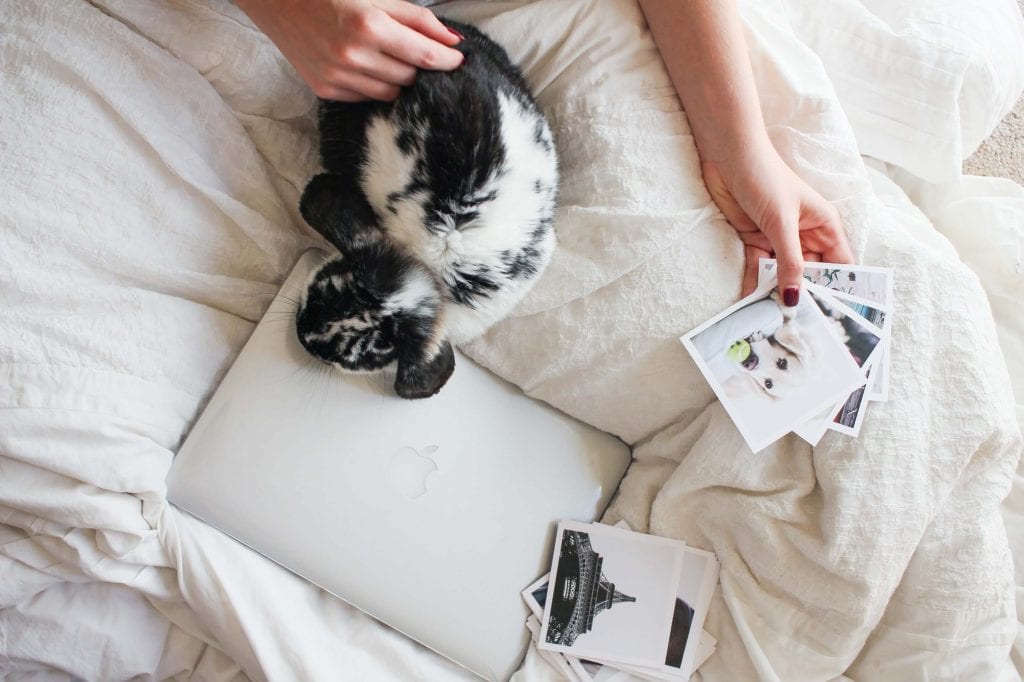 Black and White bunny on white bed with laptop and photographs - www.Everythingabode.com