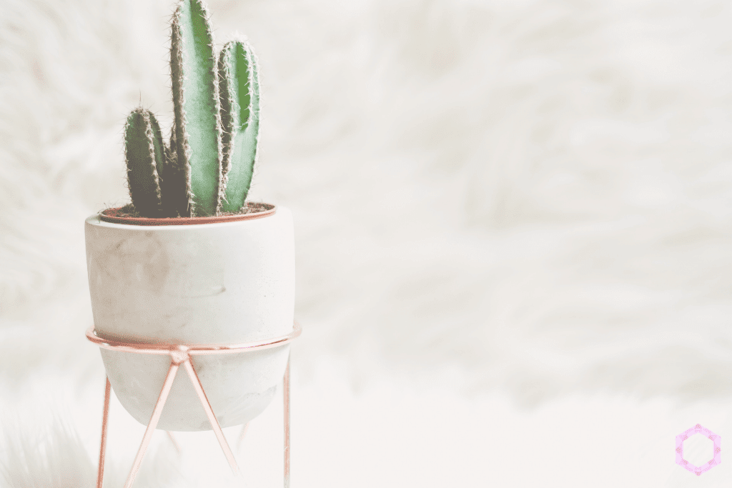 8 Fool-Proof Ways to Get FAMOUS on Instagram! www.Everythingabode.com #Instagramstar #Instagramtips #socialmediafame #socialmedia #Instafame #Instafamous #marketing #succulents #plants 