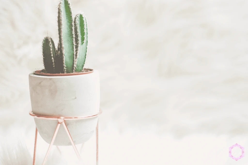 8 Fool-Proof Ways to Get FAMOUS on Instagram! www.Everythingabode.com #Instagramstar #Instagramtips #socialmediafame #socialmedia #Instafame #Instafamous #marketing #succulents #plants 