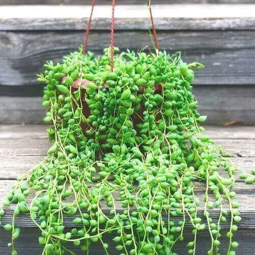 Best Indoor Hanging Plant 4 String of Pearls - Everything Abode