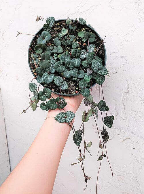 Best Indoor Hanging Plant 5 String of Hearts - Everything Abode