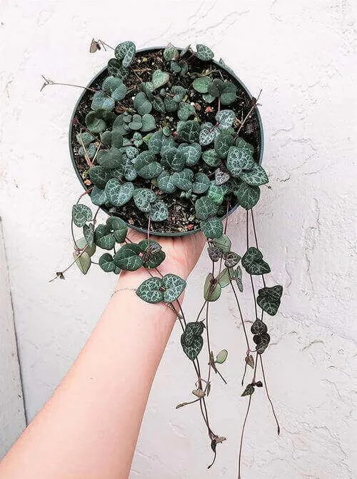 Best Indoor Hanging Plant 5 String of Hearts - Everything Abode
