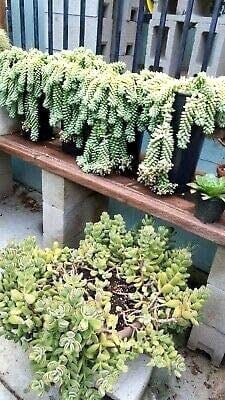 Best Indoor Hanging Plant Burro’s Tail - Everything Abode