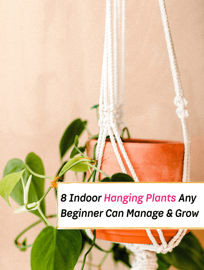 The Best 8 Indoor Hanging Plants Any Beginner Can Easily Manage - Everything Abode
