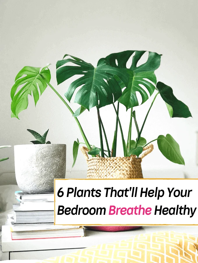 6 Plants That'll Help Your Bedroom Breathe Healthy -- Everything Abode