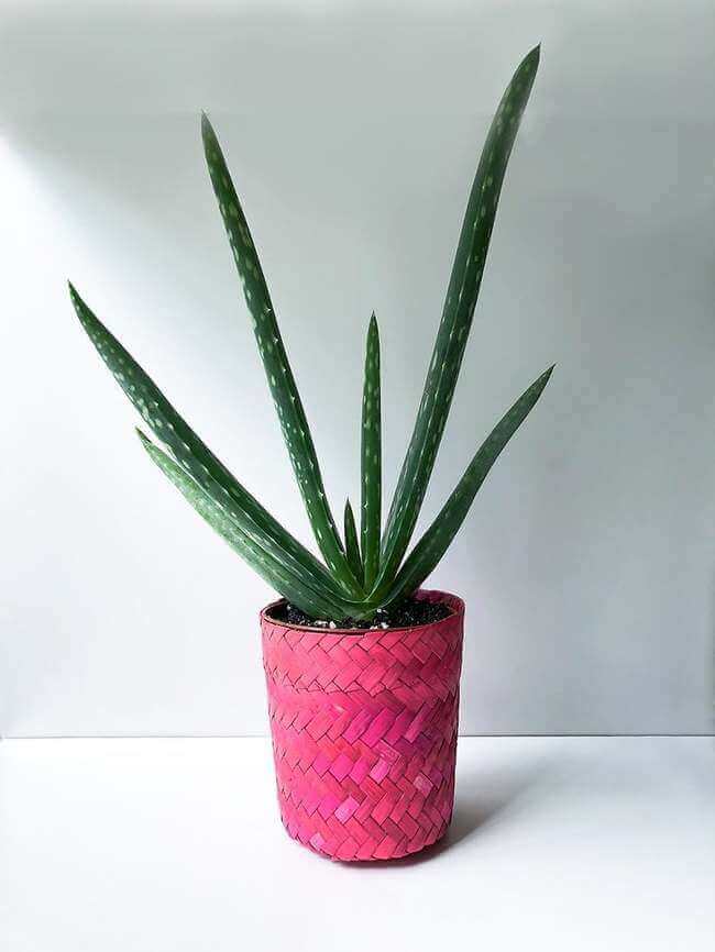 Aloe Vera, best plant for improving air quality - Everything Abode