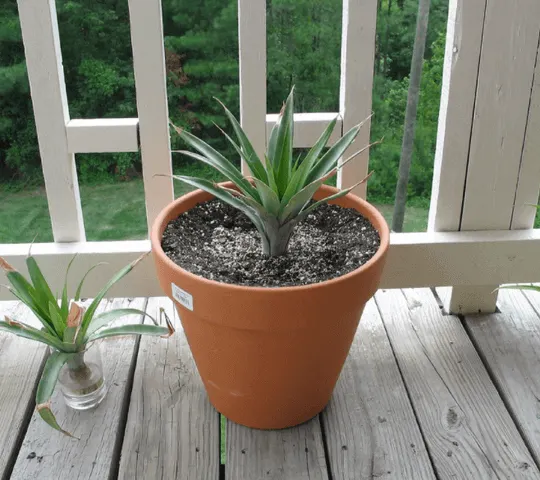 Grow a Pineapple plant and have it bear fruit from Scraps