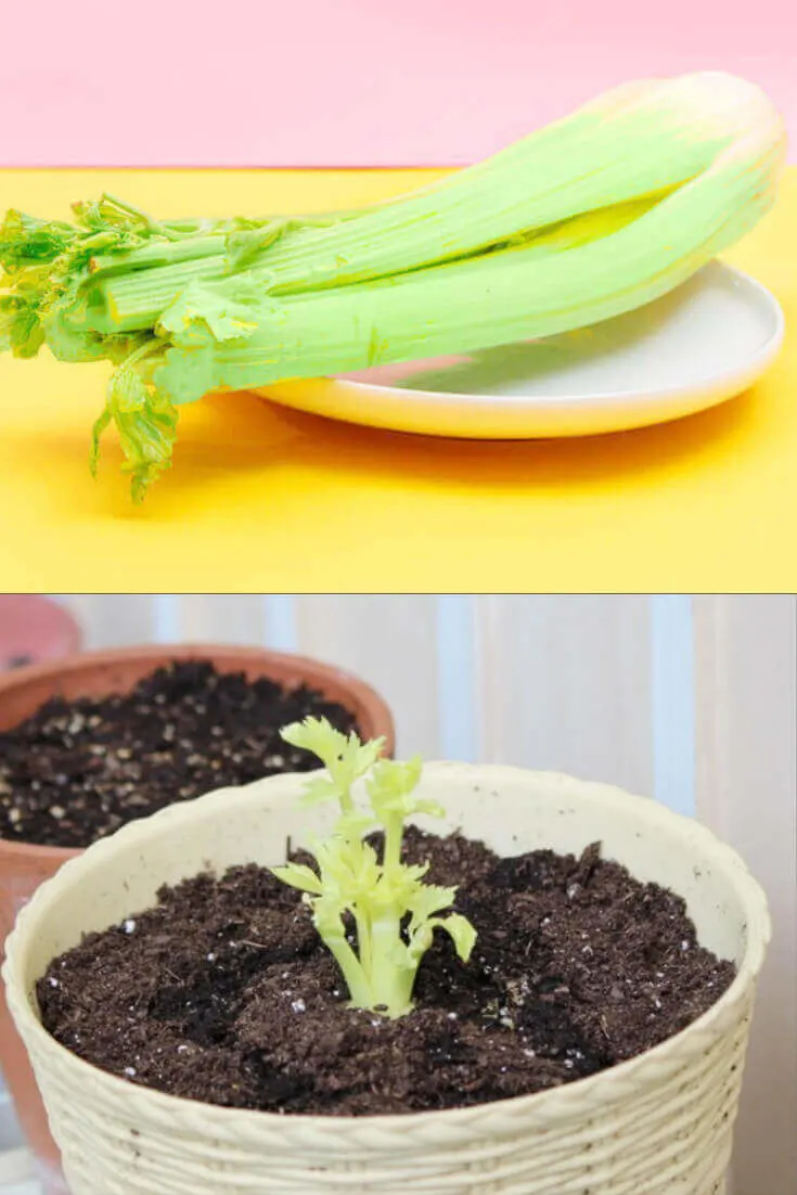 How to regrow Celery on the kitchen window sill