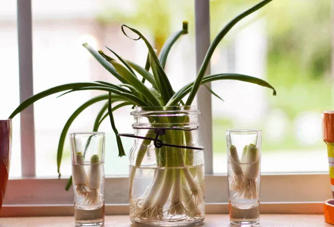 How to regrow Green Onions in a jar.