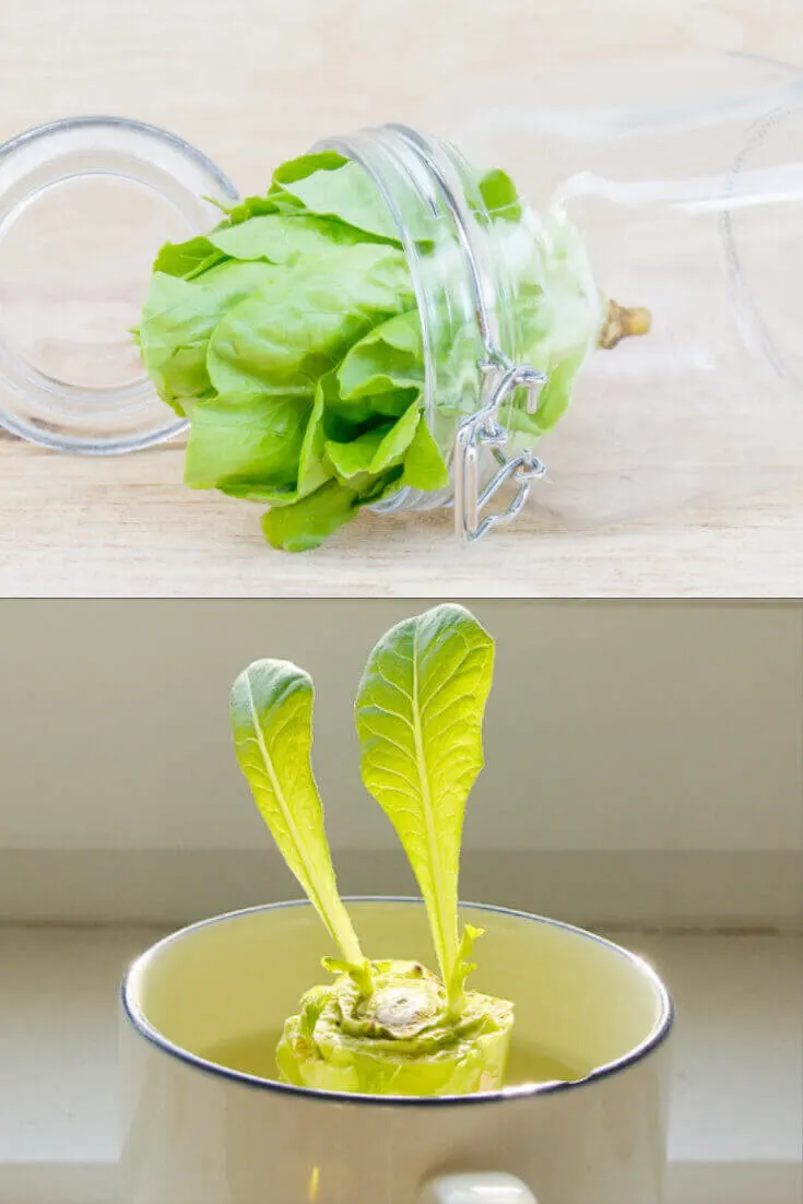How to regrow Romaine Lettuce, Bok Choy, and Cabbage