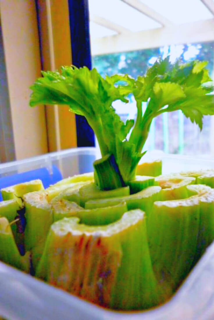 How to regrow celery