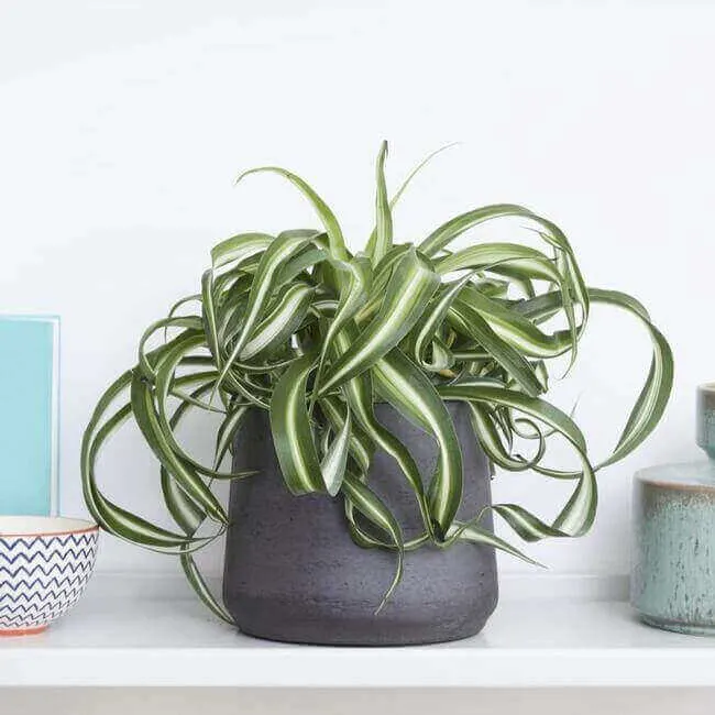 Spider Plant Chlorophytum