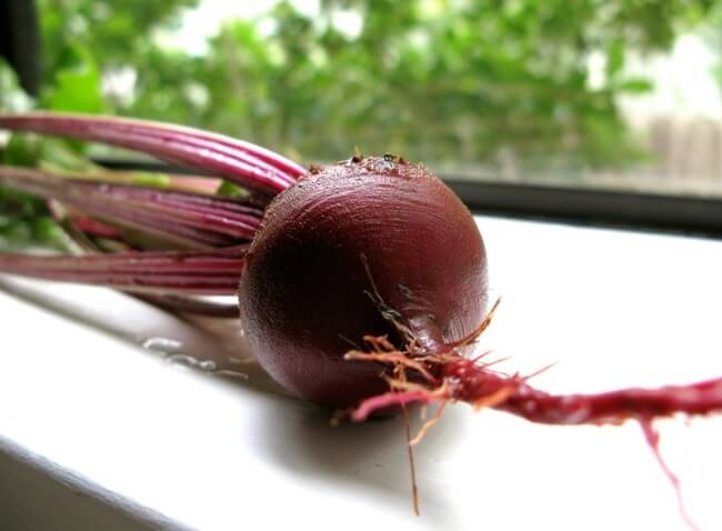 Veggies & Herbs to Regrow from Kitchen Scraps, how to grow beets from scratch