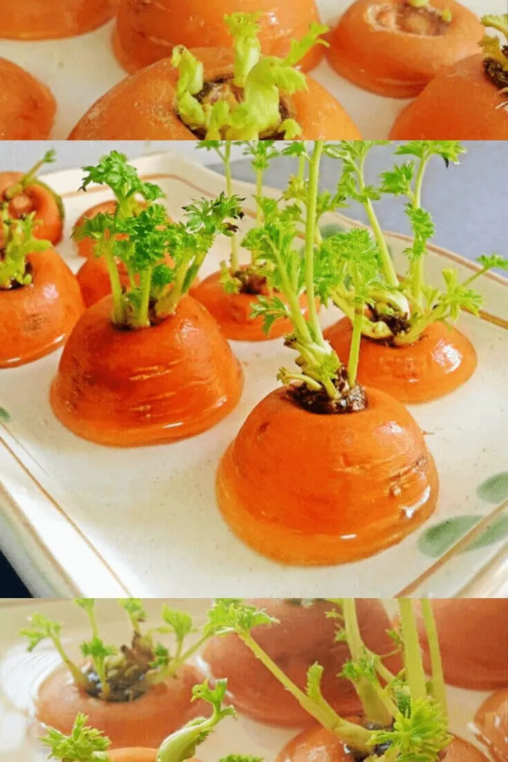 regrow carrot greens, regrow kitchen food, carrots in water on window to regrow