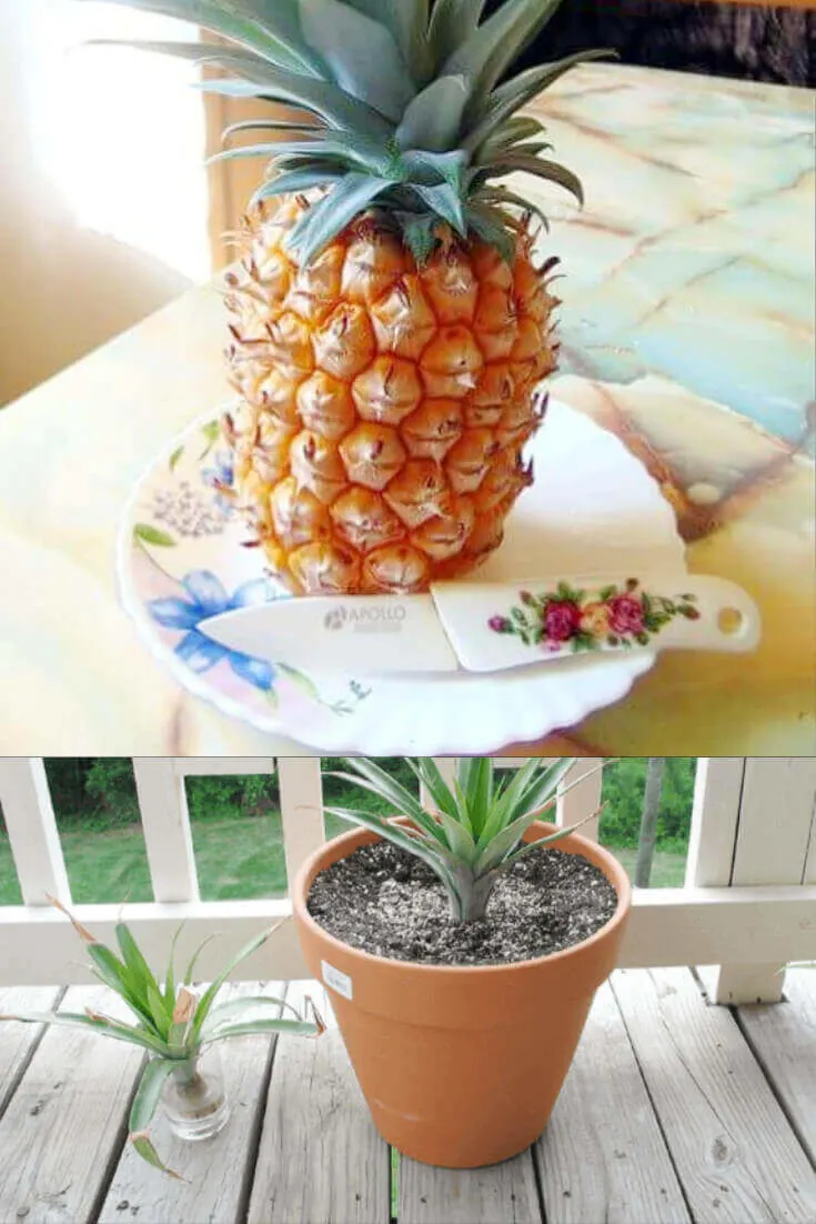 regrowing pineapple, how to regrow fruit from kitchen scraps, pineapple on table with knife, pineapple in pot of soil growing