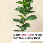 10 Best Indoor Plants That'll Help Purify The Air In Your Home - Everything Abode