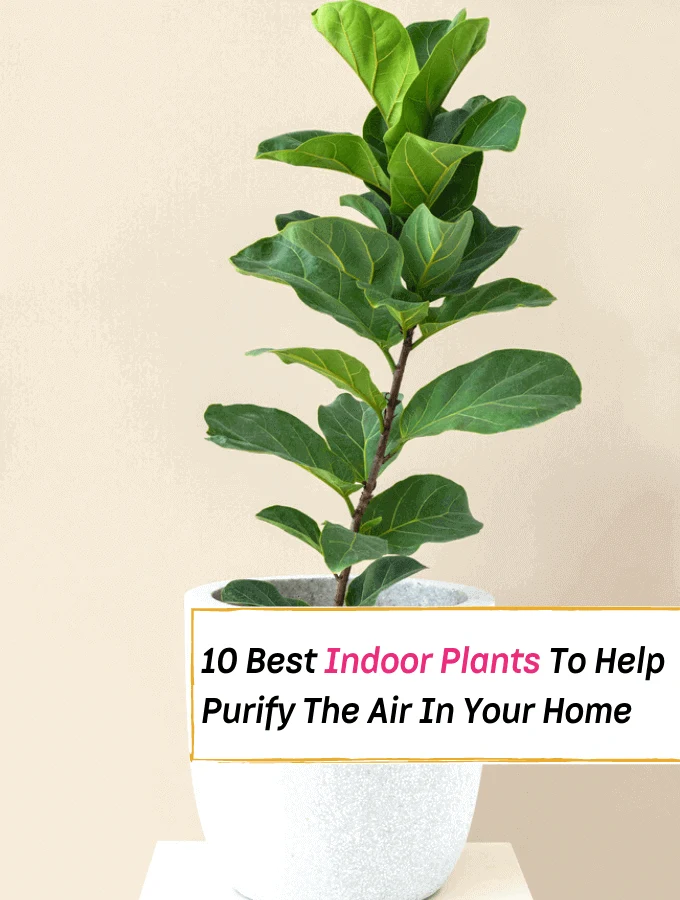 10 Best Indoor Plants That'll Help Purify The Air In Your Home - Everything Abode