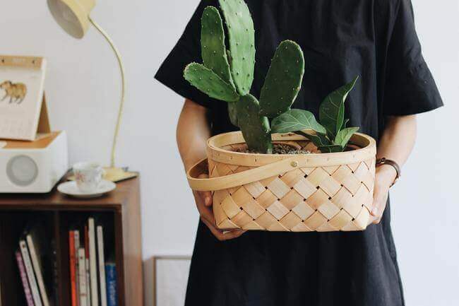 7 Ways To Make Your Home Feel Calm Amid The Chaos - add some plants - Everything Abode
