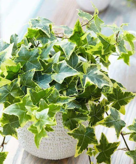 10 Best Indoor Plants That'll Help Purify The Air In Your Home ...