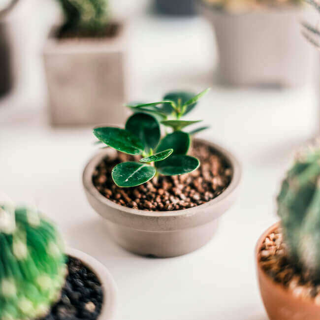 lucky plant, lucky plants indoor, lucky plants for indoor, 8 lucky house plants according to feng shui - Everything Abode