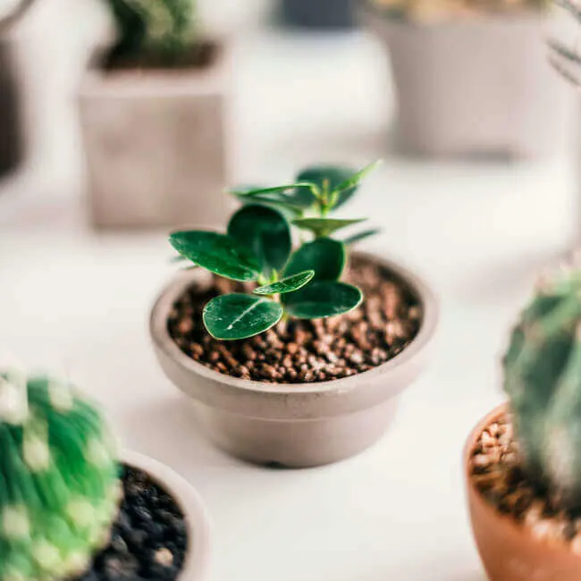 lucky plant, lucky plants indoor, lucky plants for indoor, 8 lucky house plants according to feng shui - Everything Abode