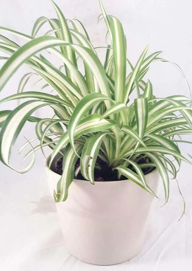 8 lucky house plants - spider plant - Everything Abode