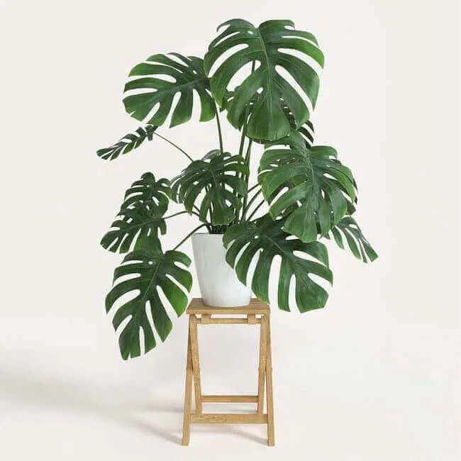 Banana leaf. lucky houseplants for your home - Everything Abode