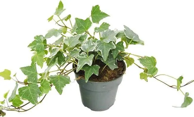 Lucky Houseplants According to Feng Shui - english ivy - Everything Abode