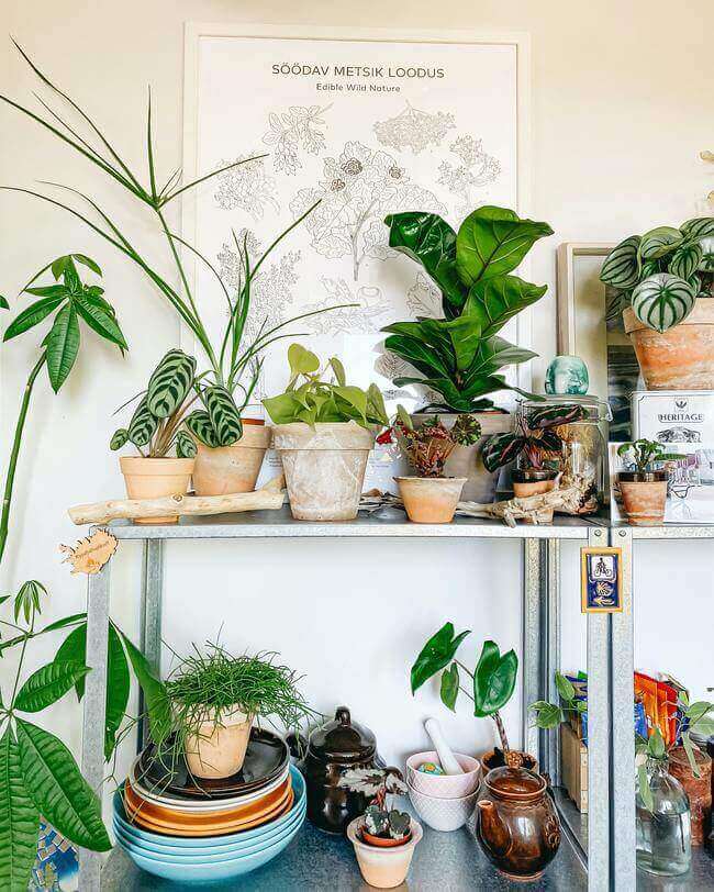 Lucky Houseplants - Everything Abode