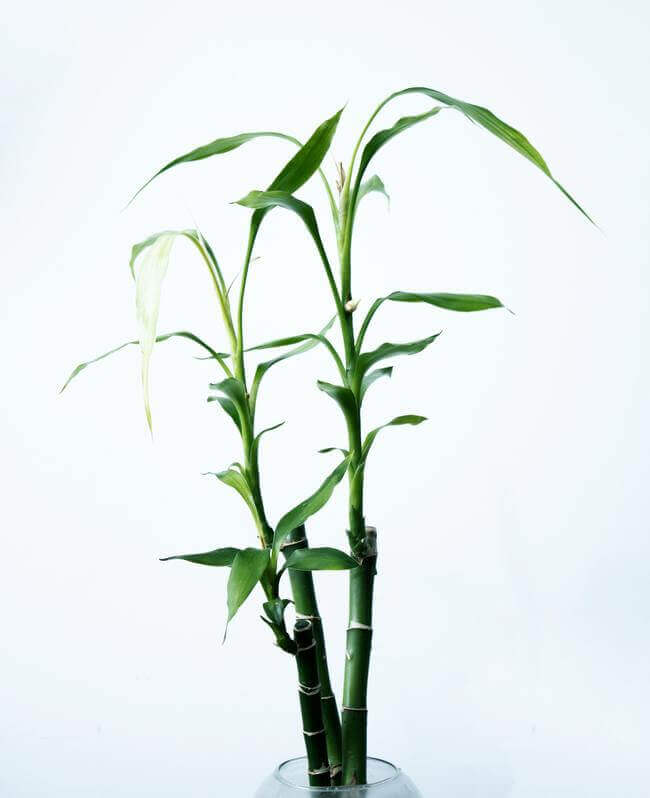 Lucky bamboo. Lucky houseplants - Everything Abode