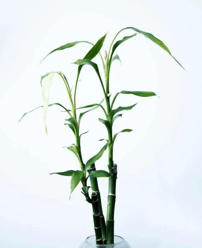 Lucky bamboo. Lucky houseplants - Everything Abode