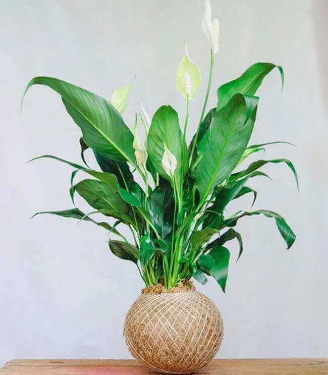 Peace lily. 8 lucky houseplants - Everything Abode