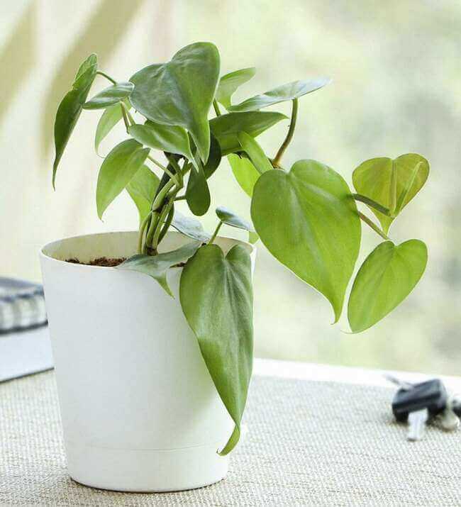 Philodendron - lucky houseplants - Everything Abode