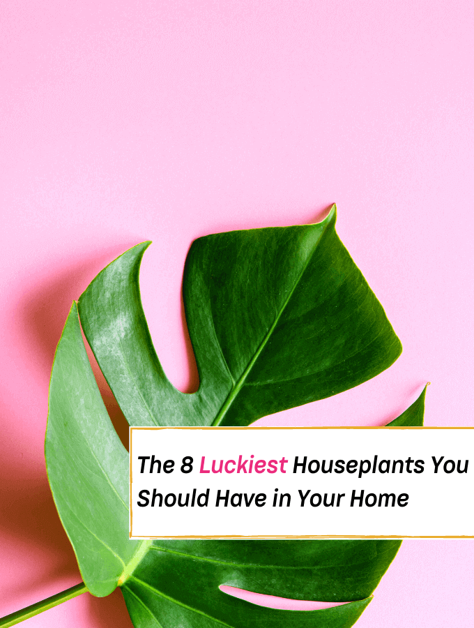 lucky plant, lucky plants indoor, lucky plants for indoor, The 8 Luckiest Houseplants You Should Have in Your Home - Everything Abode
