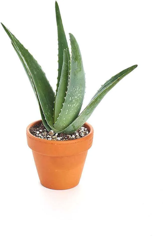 Aloe plant for the bathroom - Everything Abode