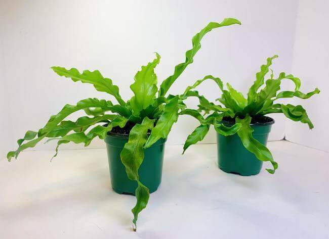 Crispy Wave Bird’s Nest Fern Plant perfect bathroom plant that loves moisture - Everything Abode