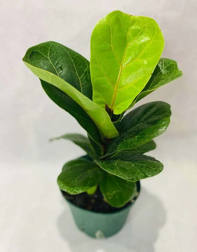 Fiddle Leaf Fig Plant perfect for the bathroom - bathroom plants - Everything Abode