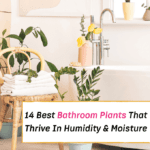 Houseplants for the Bathroom 14 Varieties That'll Love the Humidity - Everything Abode