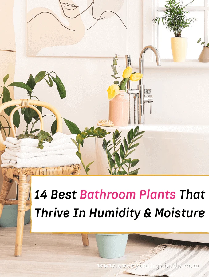 Houseplants for the Bathroom 14 Varieties That'll Love the Humidity - Everything Abode