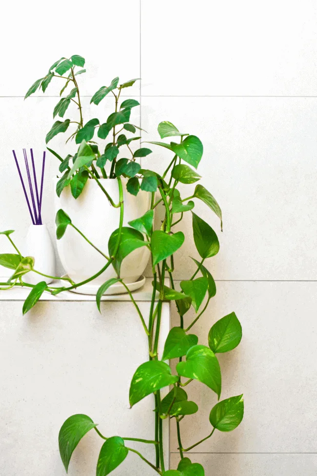 Houseplants for the Bathroom 14 Varieties That'll Love the Humidity - best plants for the bathroom - Everything Abode