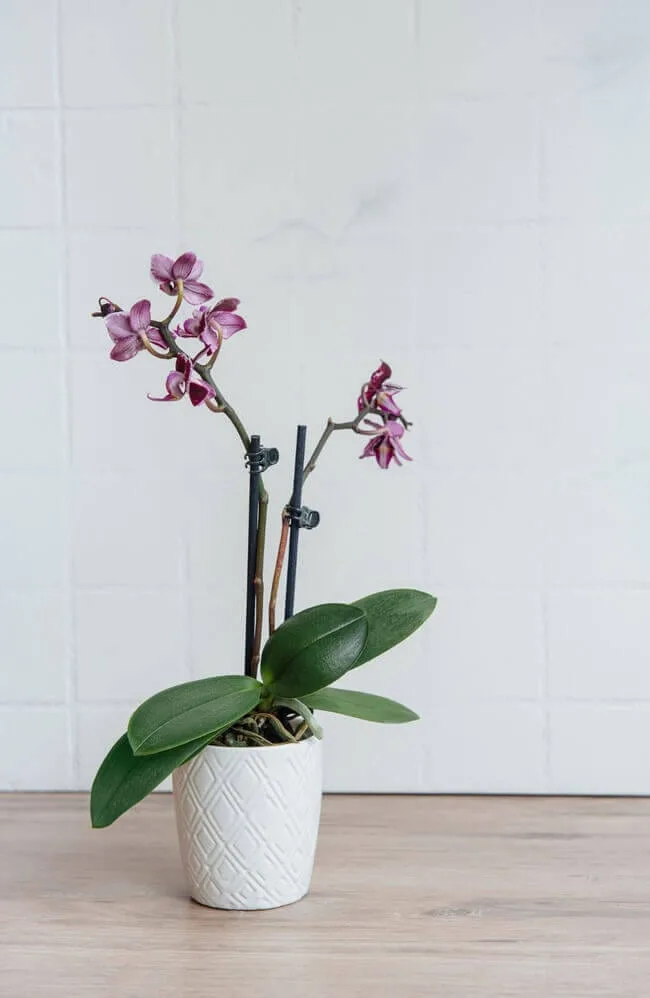 Orchids arte perfect house plants for the bathroom - bathroom plants - Everything Abode