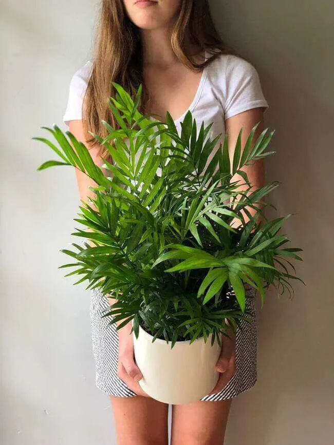 Palm Plants great for the bathroom in a sunny spot - Everything Abode