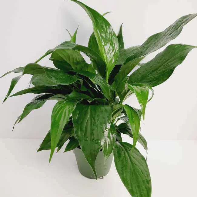Peace Lily plant for your bathroom - Everything Abode