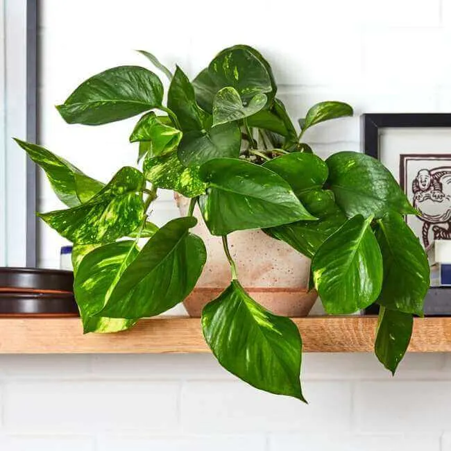 Pothos Plant perfect for the bathroom - bathroom plants - Everything Abode