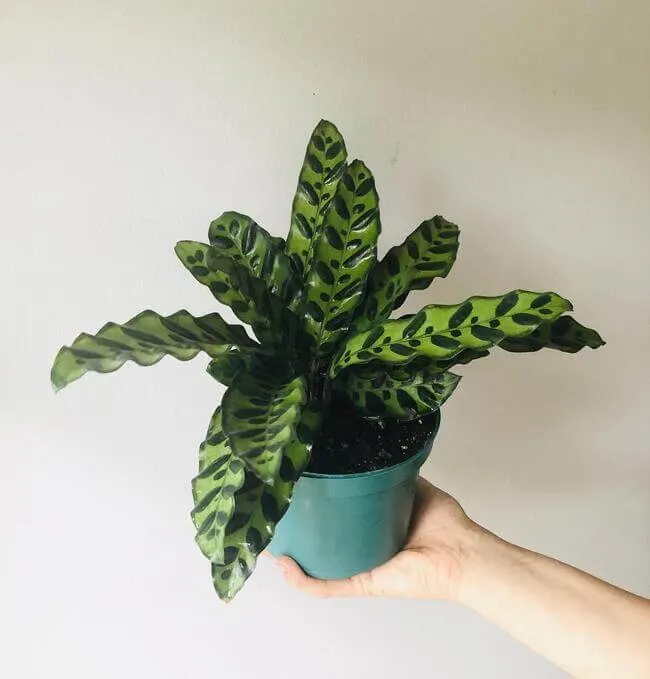 Rattlesnake Plant perfect for the bathroom - Everything Abode
