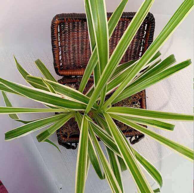 Spider Plant in the bathroom - Everything Abode