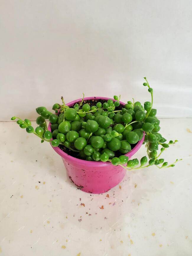 String Of Pearls is a great bathroom plant - bathroom plants and succulents - Everything Abode