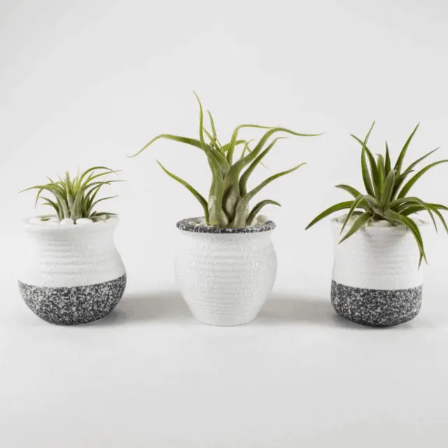 Tillandsia - bathroom plants that love moisture - Everything Abode