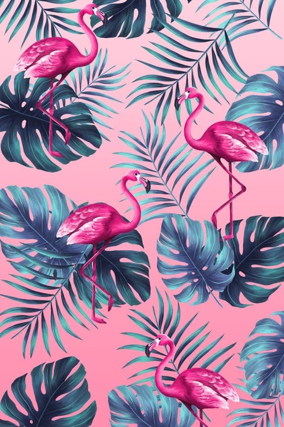 Tropical Pink Wallpapers  Top Free Tropical Pink Backgrounds   WallpaperAccess