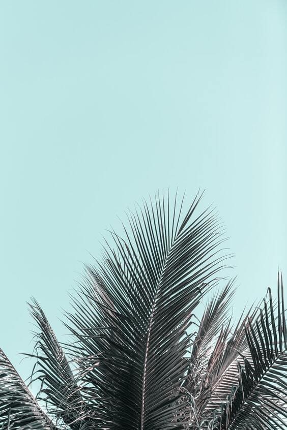 75 Tropical Wallpapers Free For Your Mobile Phone - Everything Abode